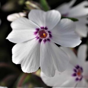 Phlox subulata 'Amazing Grace' ---